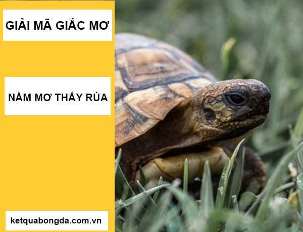 Nằm mơ thấy con rùa đánh số mấy đánh con gì