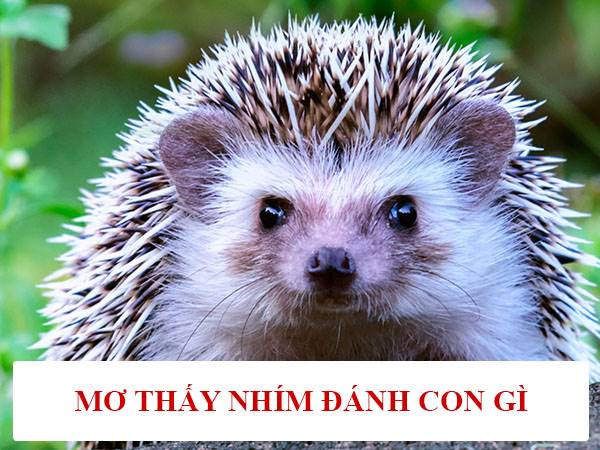 Mơ thấy con nhím đánh con gì? Điềm báo ý nghĩa giấc mơ