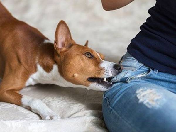 Nằm mơ thấy chó cắn có điềm báo gì? Nên đánh số mấy hôm sau