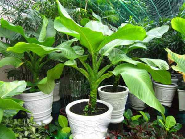 Cây đại phú gia hợp mệnh gì? Ý nghĩa cây Đại Phú Gia