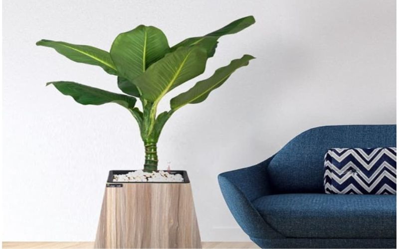 Nguồn gốc và đặc điểm của cây Đại Phú Gia