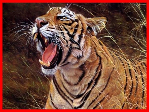 Dự đoán các con số may mắn liên quan khi thấy con hổ