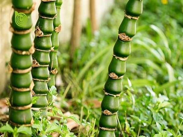 Cách bài trí cây Trúc Quan Âm hút tài lộc