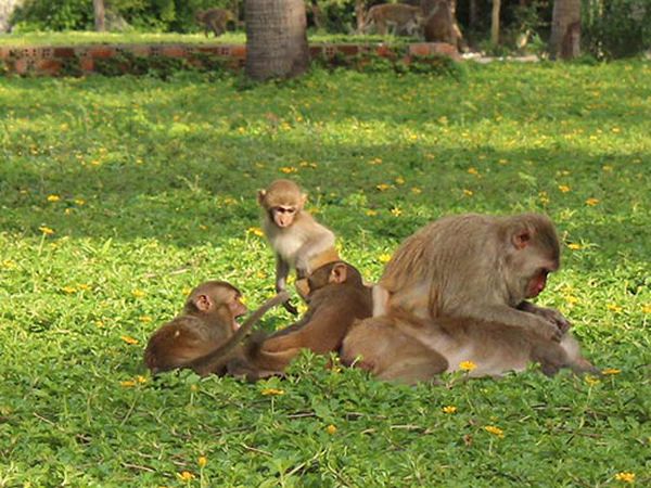 Nhìn thấy con khỉ chơi vé số con gì, có điềm báo gì