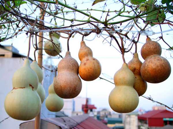 Bầu Hồ Lô Có Hợp Với Mọi Tuổi Không?