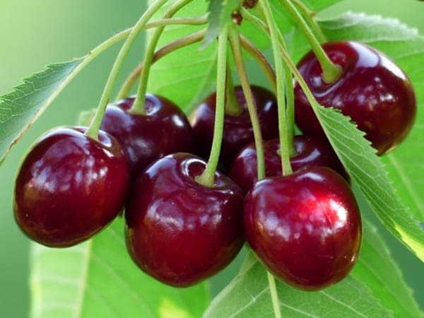 Thấy ai đó tặng bạn quả cherry