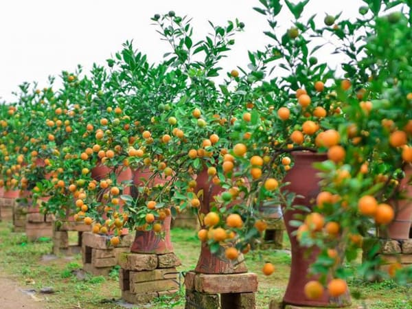 Chọn vị trí đặt cây quất