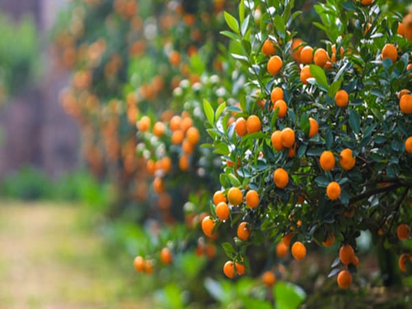 Ý nghĩa phong thủy của cây quất